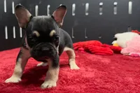 Zion , a male French Bulldog for sale in Sturgis, MI – 7 of 10