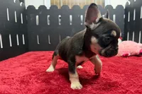 Zebra, a female French Bulldog for sale in Sturgis, MI – 7 of 9