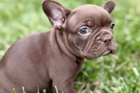 Clarabelle, a female French Bulldog for sale in Sturgis, MI – 7 of 10