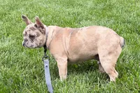 Gizmo, a male French Bulldog for sale in Sturgis, MI – 8 of 10