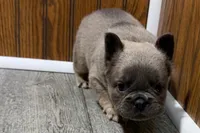 Ruthie, a female French Bulldog for sale in Sturgis, MI – 7 of 9