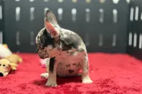 Zina , a female French Bulldog for sale in Sturgis, MI – 6 of 10