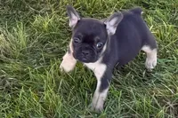 Coco, a female French Bulldog for sale in Sturgis, MI – 8 of 9