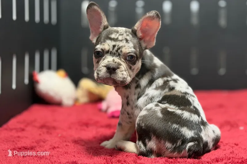 Zina  – French Bulldog puppy for sale in Sturgis, MI