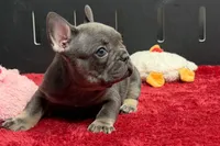 Xia , a female French Bulldog for sale in Sturgis, MI – 3 of 10