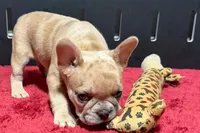 Lacy, a  French Bulldog for sale in Sturgis, MI – 2 of 10