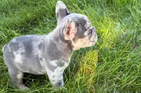 Russell, a male French Bulldog for sale in Sturgis, MI – 6 of 8