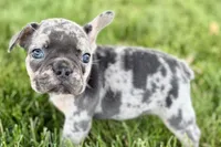 Breezy , a female French Bulldog for sale in Sturgis, MI – 3 of 10