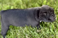 Queenie, a female Frenchton for sale in Sturgis, MI – 3 of 9