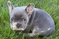 Rafe, a male French Bulldog for sale in Sturgis, MI – 7 of 9
