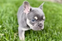 Denver, a male French Bulldog for sale in Sturgis, MI – 2 of 10