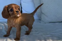 Stacy, a female Cavalier King Charles Spaniel for sale in Sturgis, MI – 8 of 9