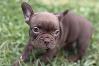 Clarabelle, a female French Bulldog for sale in Sturgis, MI – 2 of 10