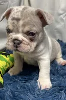 Hawk, a male French Bulldog for sale in Sturgis, MI – Photo 5 of 8