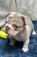 Hawk, a male French Bulldog for sale in Sturgis, MI – Photo 6 of 8