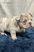 Hawk, a male French Bulldog for sale in Sturgis, MI – Photo 1 of 8