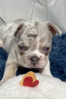 Hawk, a male French Bulldog for sale in Sturgis, MI – Photo 2 of 8