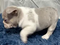 Hawk, a male French Bulldog for sale in Sturgis, MI – Photo 4 of 8