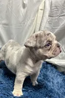 Hawk, a male French Bulldog for sale in Sturgis, MI – Photo 8 of 8