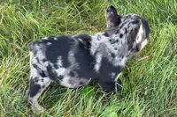 Clem, a male French Bulldog for sale in Sturgis, MI – 7 of 8