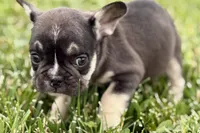 Marshall, a male French Bulldog for sale in Sturgis, MI – 3 of 10