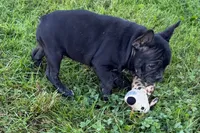 Paula , a female French Bulldog for sale in Sturgis, MI – 9 of 10