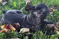 Vinny, a male Frenchton for sale in Sturgis, MI – 7 of 10