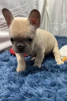 Gizmo, a male French Bulldog for sale in Sturgis, MI – Photo 2 of 7