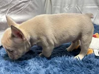 Gizmo, a male French Bulldog for sale in Sturgis, MI – Photo 4 of 7