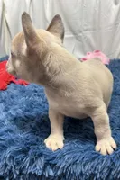 Gizmo, a male French Bulldog for sale in Sturgis, MI – Photo 3 of 7