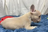 Gizmo, a male French Bulldog for sale in Sturgis, MI – Photo 5 of 7