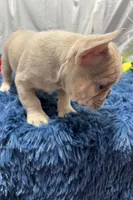 Gizmo, a male French Bulldog for sale in Sturgis, MI – Photo 7 of 7
