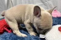 Gizmo, a male French Bulldog for sale in Sturgis, MI – Photo 6 of 7