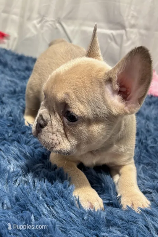 Gizmo – French Bulldog puppy for sale in Sturgis, MI