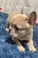 Gizmo, a male French Bulldog for sale in Sturgis, MI – Photo 1 of 7