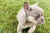 Milo, a male French Bulldog for sale in Sturgis, MI – 7 of 10