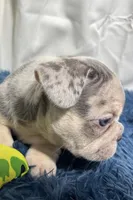 Hope, a female French Bulldog for sale in Sturgis, MI – Photo 4 of 7