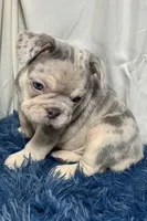 Hope, a female French Bulldog for sale in Sturgis, MI – Photo 3 of 7