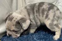 Hope, a female French Bulldog for sale in Sturgis, MI – Photo 2 of 7