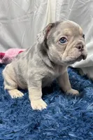 Hope, a female French Bulldog for sale in Sturgis, MI – Photo 6 of 7