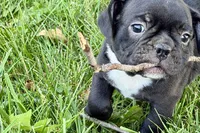 Queenie, a female Frenchton for sale in Sturgis, MI – 7 of 9