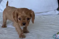 Sterling, a male Cavalier King Charles Spaniel for sale in Sturgis, MI – 6 of 8