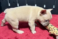 Leo, a  French Bulldog for sale in Sturgis, MI – 9 of 10