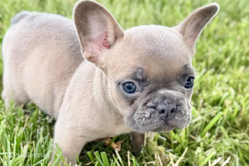 Bailey – French Bulldog puppy for sale in Sturgis, MI
