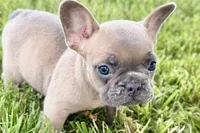 Bailey, a female French Bulldog for sale in Sturgis, MI – 1 of 9