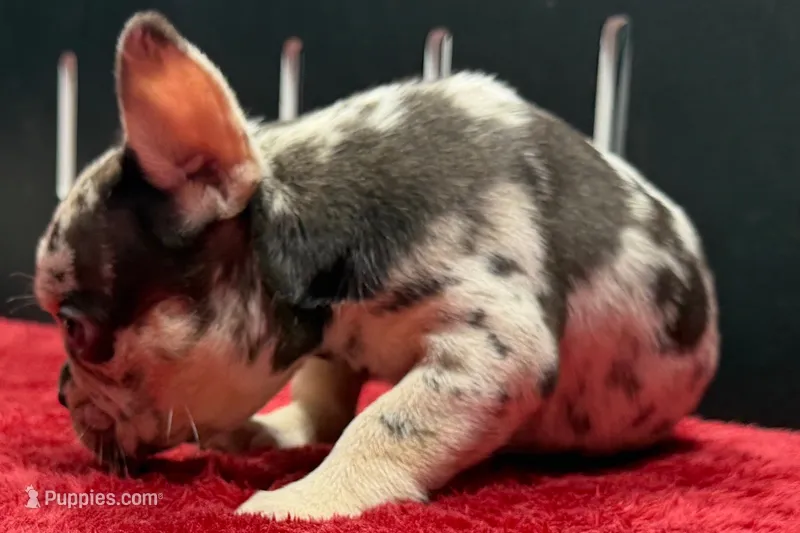 Zina  – French Bulldog puppy for sale in Sturgis, MI