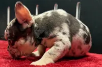 Zina , a female French Bulldog for sale in Sturgis, MI – 1 of 8