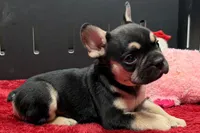 Zion , a male French Bulldog for sale in Sturgis, MI – 3 of 10