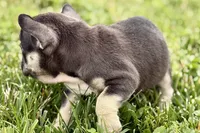 Marshall, a male French Bulldog for sale in Sturgis, MI – 6 of 10