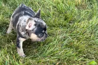 Clem, a male French Bulldog for sale in Sturgis, MI – 4 of 8